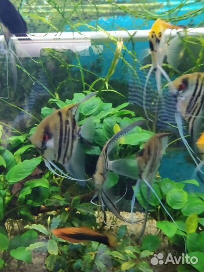 Аквариумные рыбки и растения