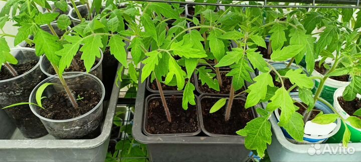 Рассада помидор