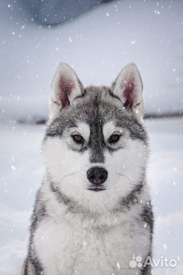 Кабель хаски