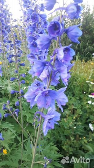 Дельфиниумы, мальва, сортовые флоксы