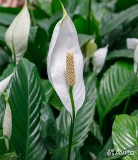 Спатифиллум