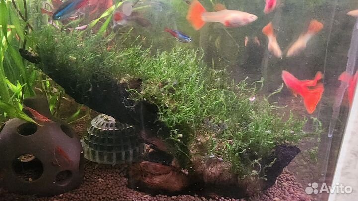 Ряска, валлиснерия, яванский мох