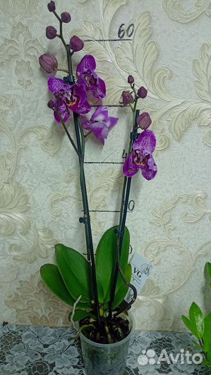 Орхидея Пелорик Binti