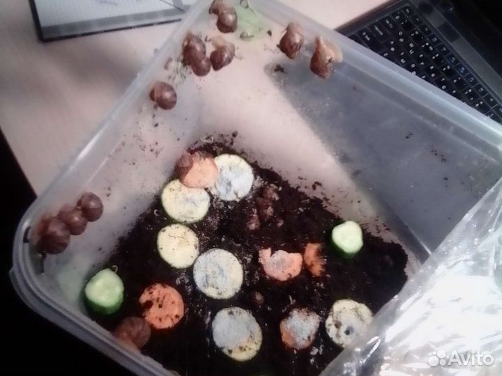 Улитки ахатины