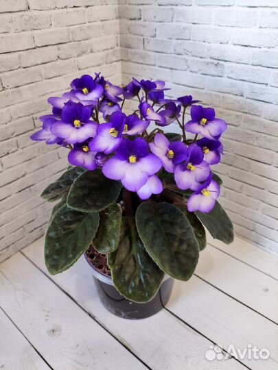 Фиалка оптимара