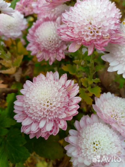 Хризантема дубки