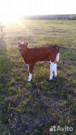 Коровы,телята