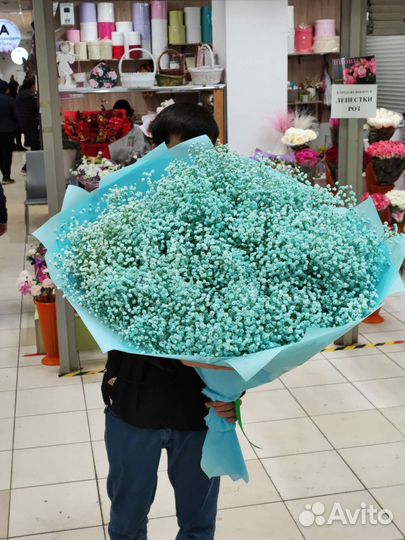 Гипсофила радужная фиолетовая голубая розовая