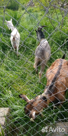 Молоко козье