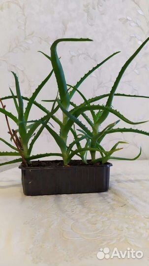 Алоэ столетник