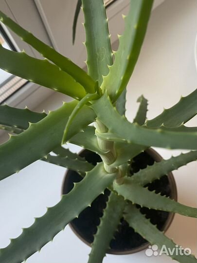 Алоэ древовидное лечебное
