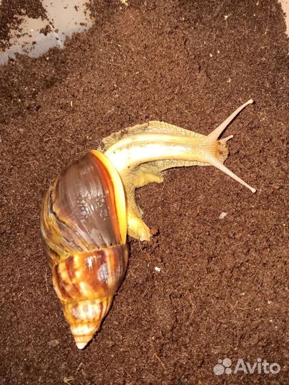Улитка ахатинская бесплатно