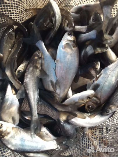 Продаю Годовик и малек рыбы для зарыбления