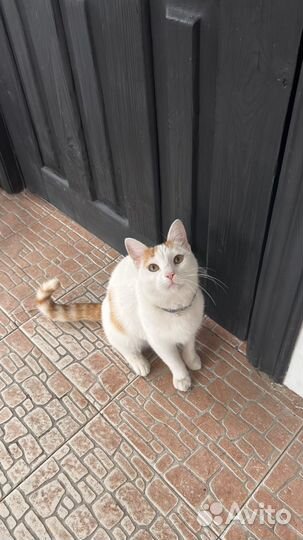 Турецкий Ван котенок