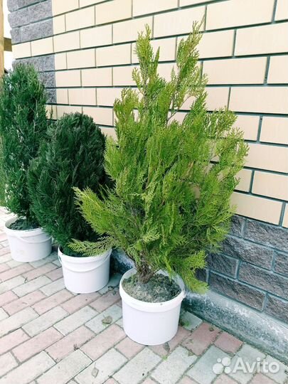 Туи западный смарагд, Брабант