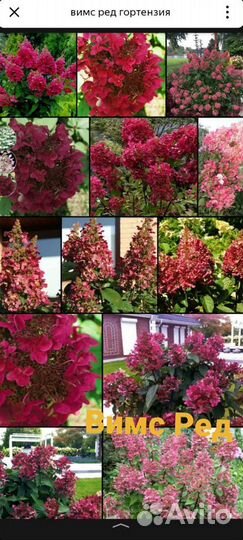 Гортензия взрослые кусты