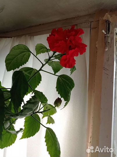 Гибискус махровый красный