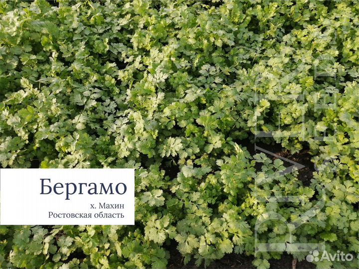 Кориандр Бергамо