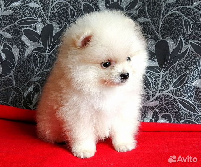 Щенки шпица