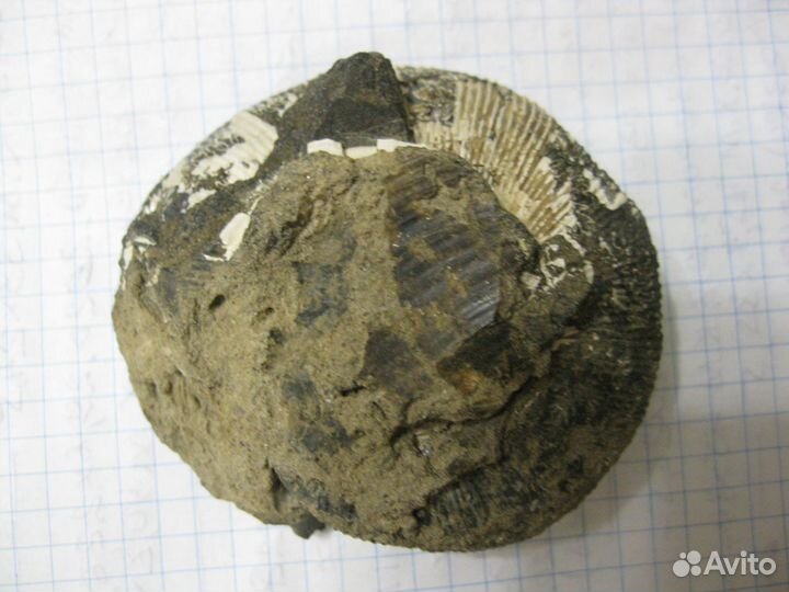 Останки доисторических молюсков юрского периода