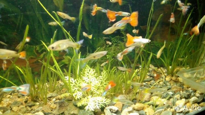 Гуппи вуалевые, Эндлера