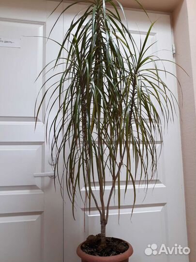 Пальма драцена