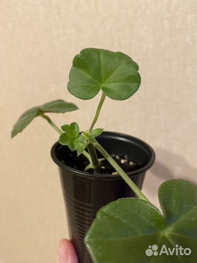 Комнатные растения