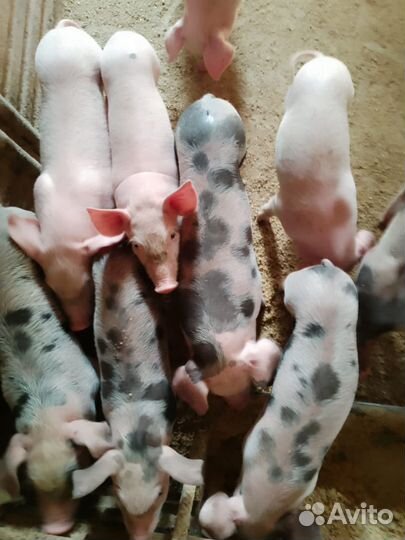 Поросята