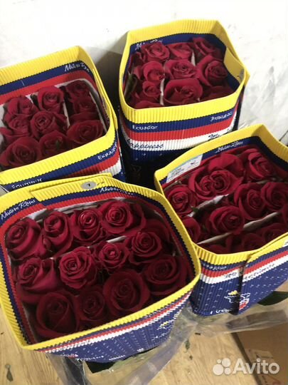 Розы Эквадор