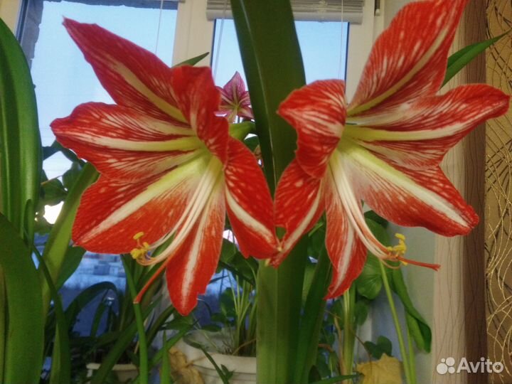 Цветы: гиппеаструм, фиалки, герань, декабрист ит.д