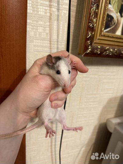 Декоративные крысята девочки новогодние