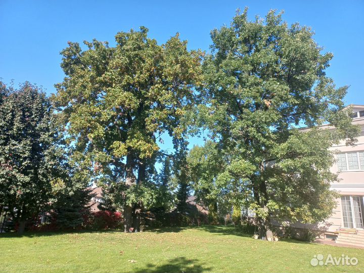 Корма для животных