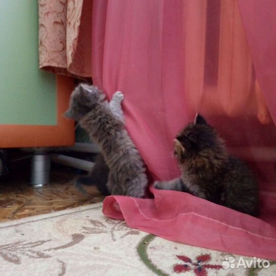 Кошки в добрые руки бесплатно