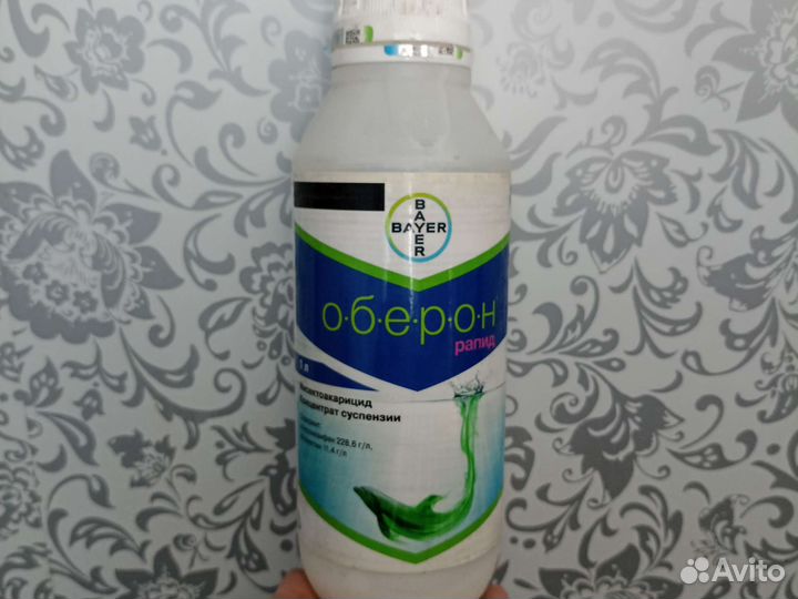 Оберон Рапид