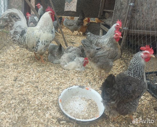 Инкубационное яйцо Нидерхайнер и Барковская