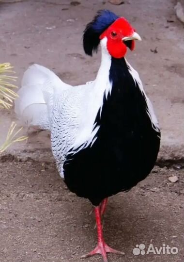 Фазаны,индюки и многое другое