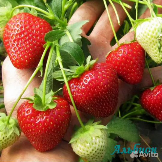 Рассада клубники 9 лучших сортов