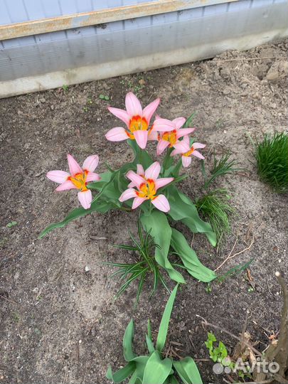 Цветы,рассада,комнатные цветы и