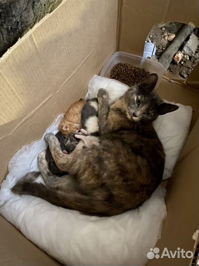 Кошка с котятами