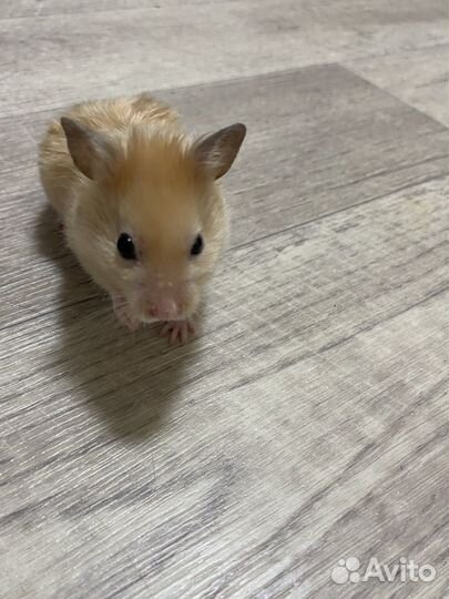 Сирийский хомячки