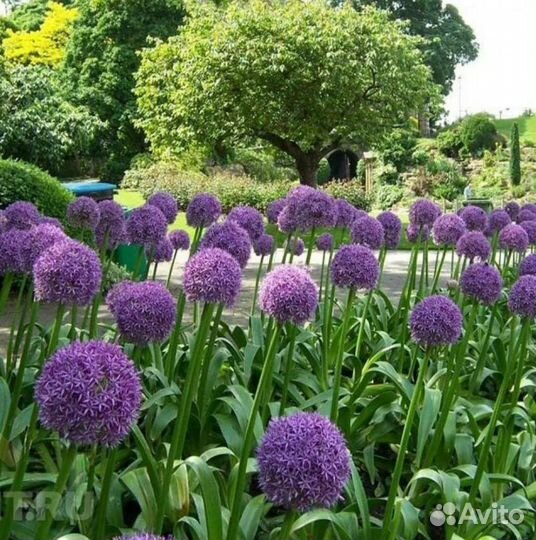 Лук Суворова