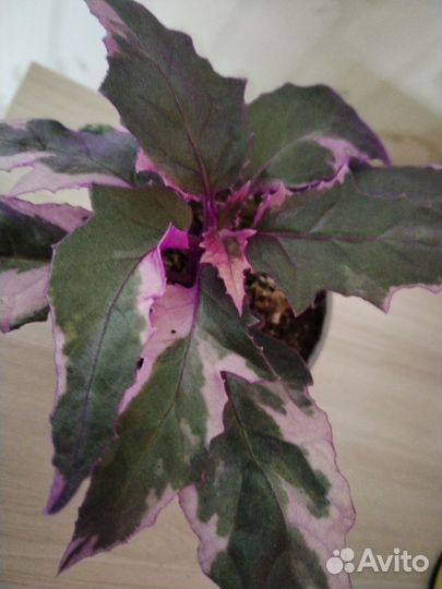 Комнатные цветы