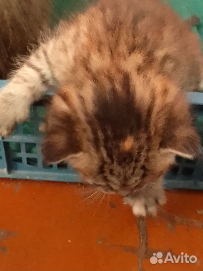 Кошка сибирска