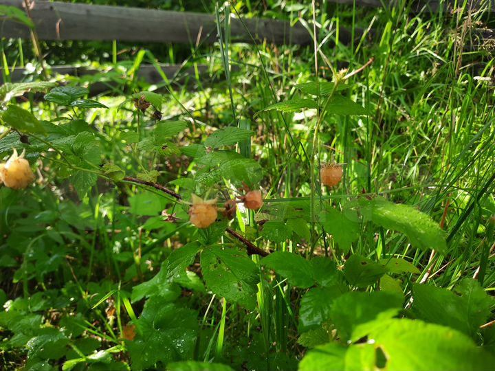 Участок 10 сот. (СНТ, ДНП)