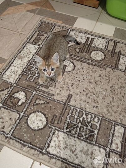 Британская