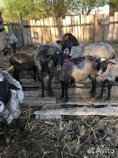 Овцы ярки романовские