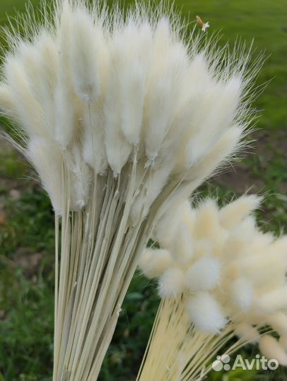 Сухоцветы лагурус