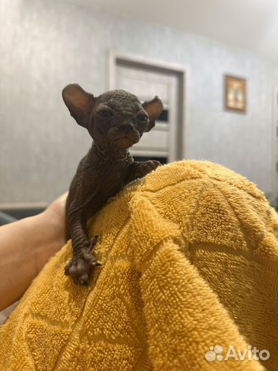 Канадский сфинкс эльф