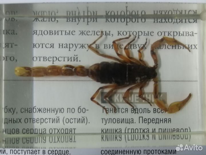 Маньчжурский золотой скорпион (Deagostini)