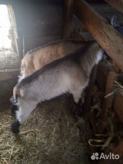 Козачка и козлик